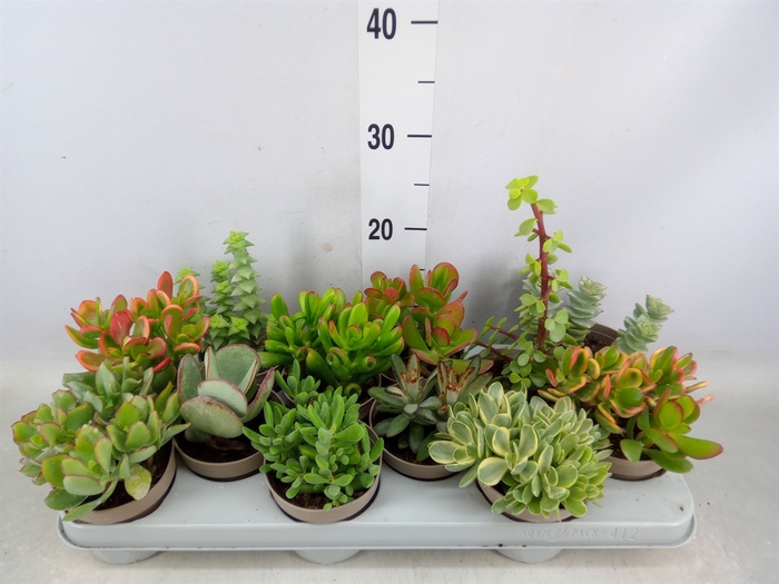 <h4>Crassula   ...mix</h4>