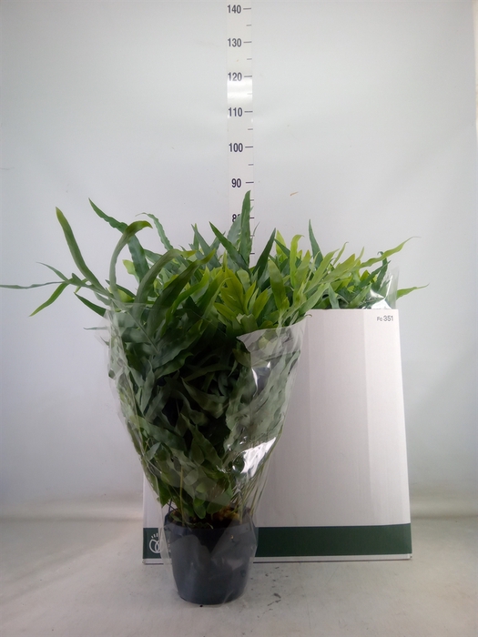 <h4>Phlebodium aureum 'Blue Star'</h4>