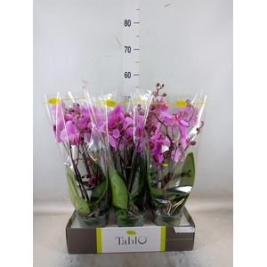 Phalaenopsis   ...rose