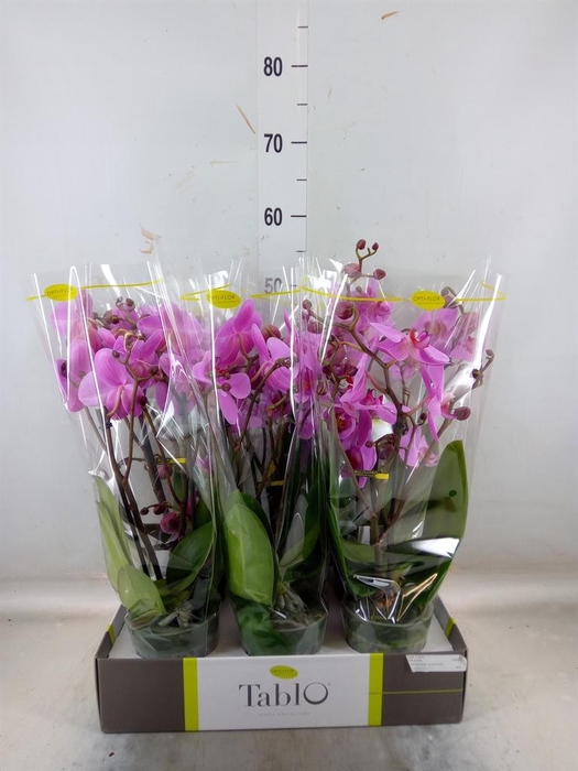 <h4>Phalaenopsis   ...rose</h4>