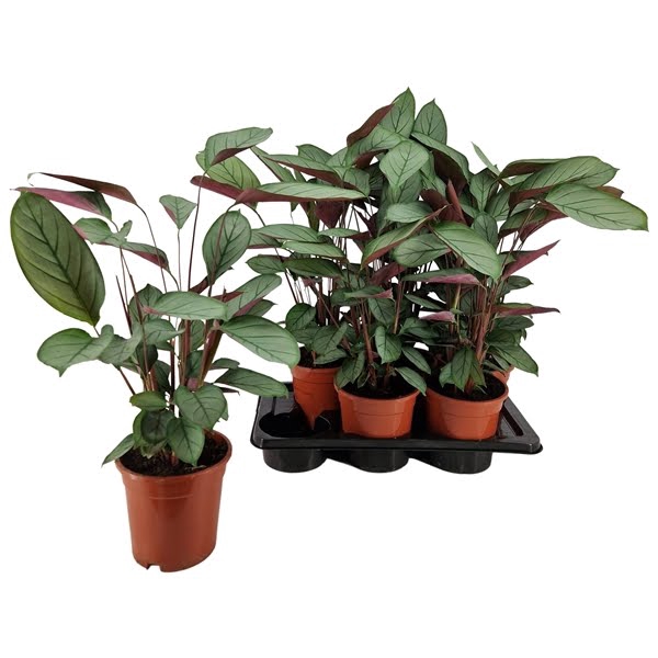 <h4>Ctenanthe setosa 17 cm</h4>