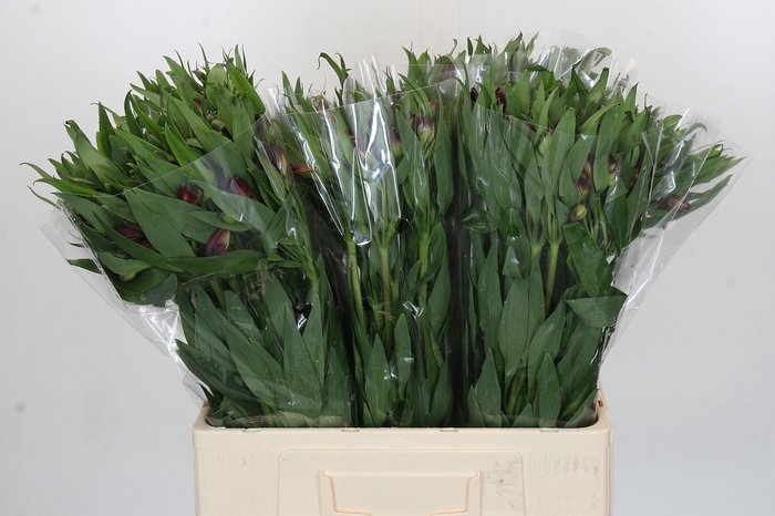 <h4>Alstroemeria Selection Red</h4>