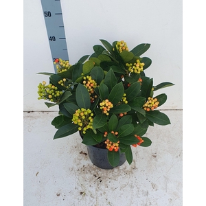 Veitchii 23cm 15+ tros