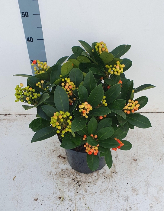 <h4>Veitchii 23cm 15+ tros</h4>