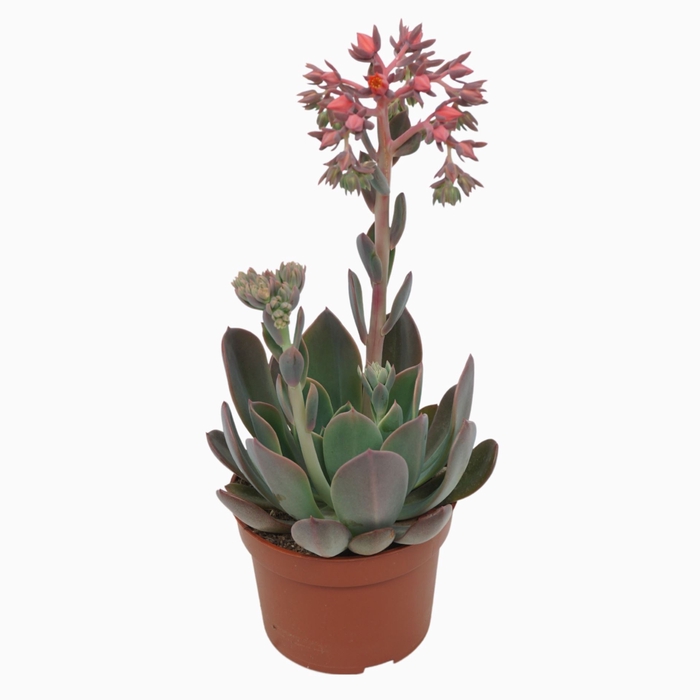 <h4>Echeveria Blue Prince</h4>