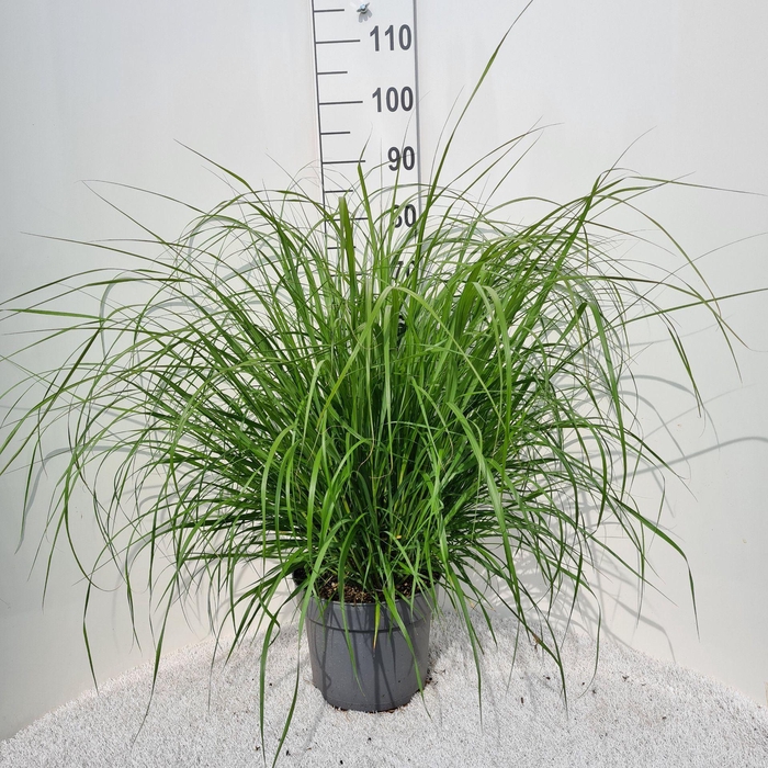 <h4>Pennisetum alopecuroides</h4>