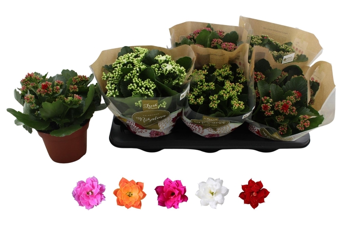 <h4>KAL GE RO GEM 5 KL</h4>