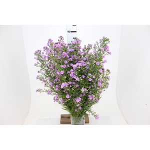 ASTER ROSA MAÇO