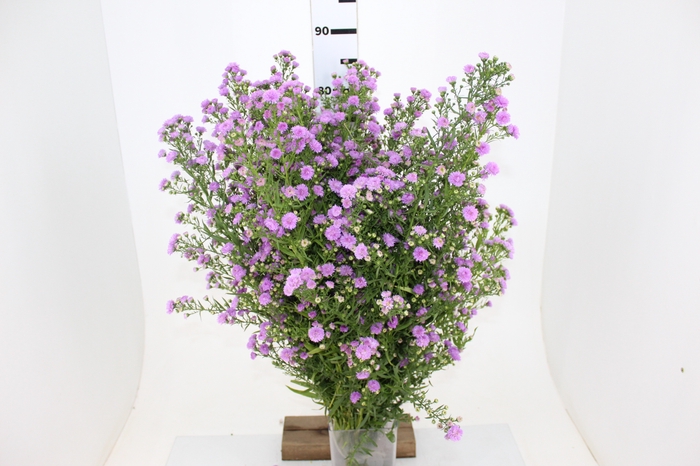 ASTER ROSA MAÇO