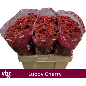 CHR S LUBOV CHERRY