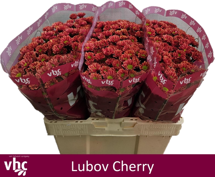 <h4>CHR S LUBOV CHERRY</h4>