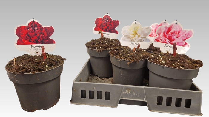 <h4>PAEONIA L GEM</h4>