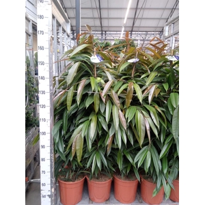 Ficus binn. 'Amstel King'