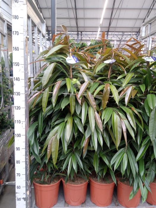 <h4>Ficus binn. 'Amstel King'</h4>