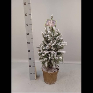 PICEA GL SUPER GREEN