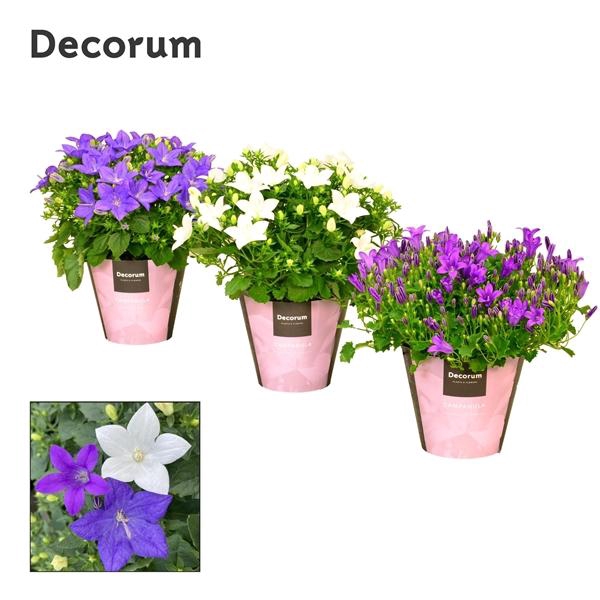 <h4>Campanula overig</h4>