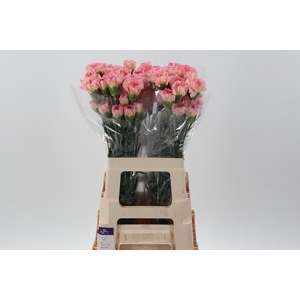 Di St CL Orange Minami