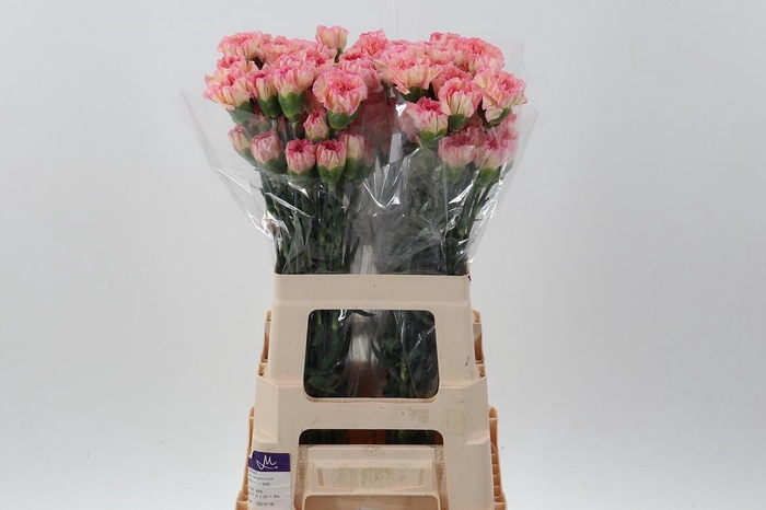 <h4>Di St CL Orange Minami</h4>