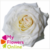 R Gr White Shimmer 50cm EC