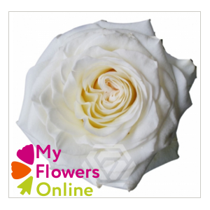 R Gr Shimmer White 50cm CO
