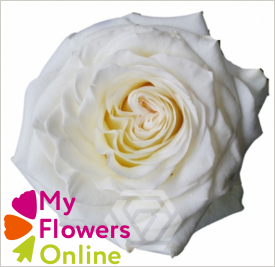 <h4>R Gr Shimmer White 50cm CO</h4>