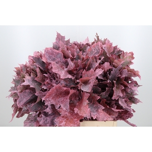 Quercus Kl Bh Lichtroze