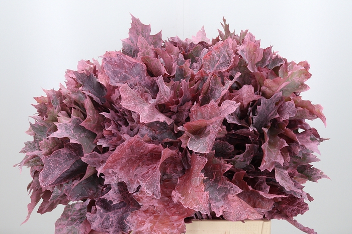 <h4>Quercus Kl Bh Lichtroze</h4>