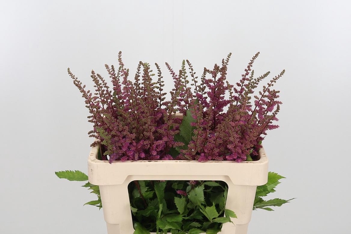 <h4>Astil Maggie Daley</h4>