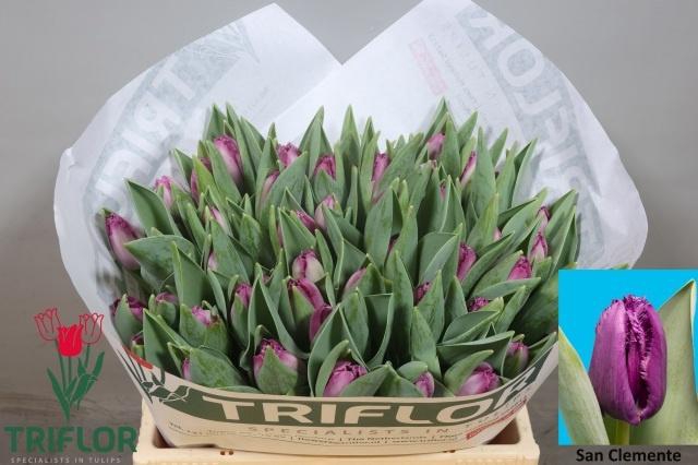 <h4>TU FR SAN CLEMENTE</h4>