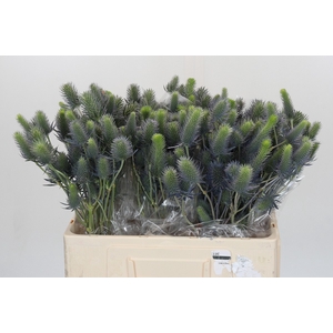 Eryngium Electric Dynamite