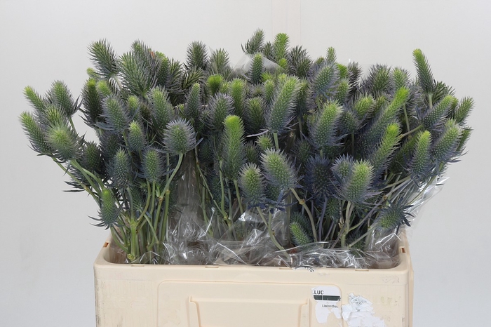 <h4>Eryngium Electric Dynamite</h4>