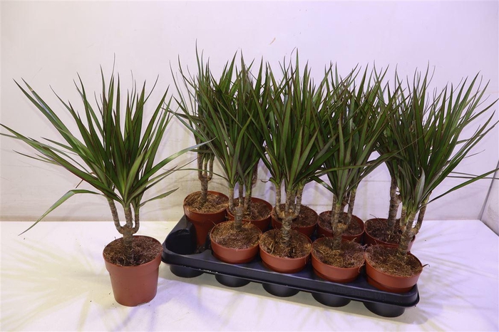 <h4>Dra Marginata</h4>