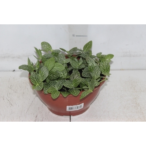 FITONIA FOLHA FINA C21