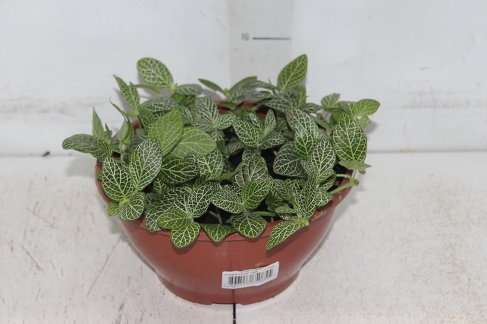 <h4>FITONIA FOLHA FINA C21</h4>