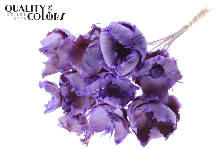 Palm cup on stem Bleached  Purple