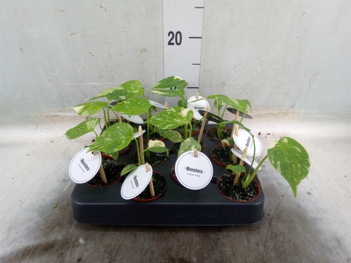<h4>Monstera   ...</h4>