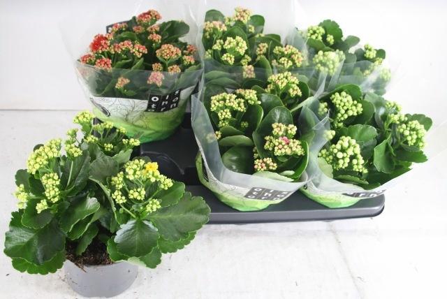 <h4>KAL GE GEM 4 KL</h4>