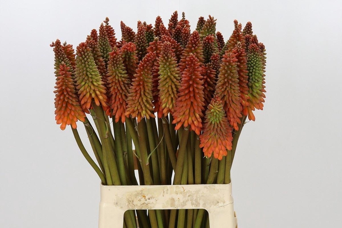 <h4>Kniphofia  'Alcazar'</h4>