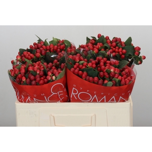 Hypericum True Romance