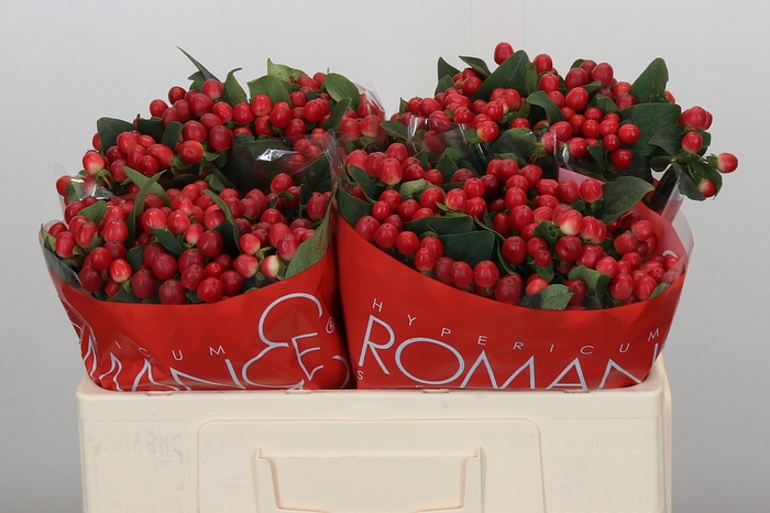 <h4>Hypericum True Romance</h4>
