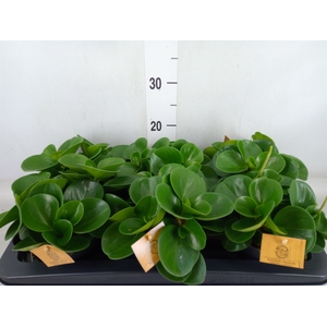 Peperomia obt. 'Green Gold'