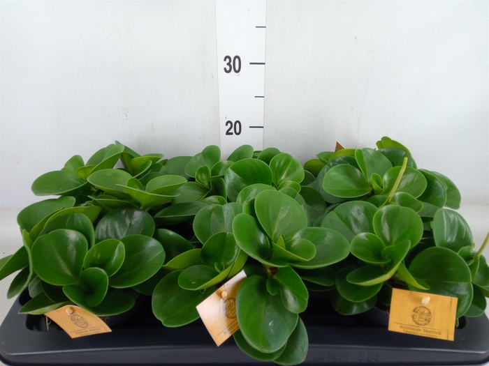 <h4>Peperomia obt. 'Green Gold'</h4>