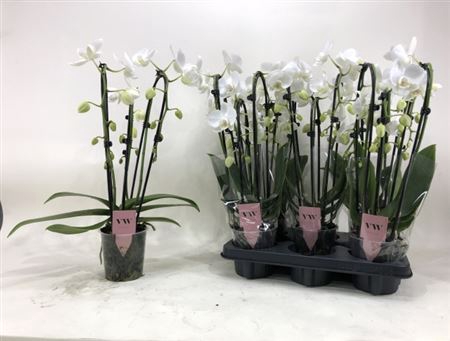 <h4>Phal Ov Wit Cascade 2 Branches 18+</h4>
