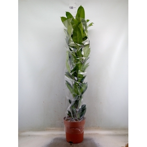Ficus cyathistipula