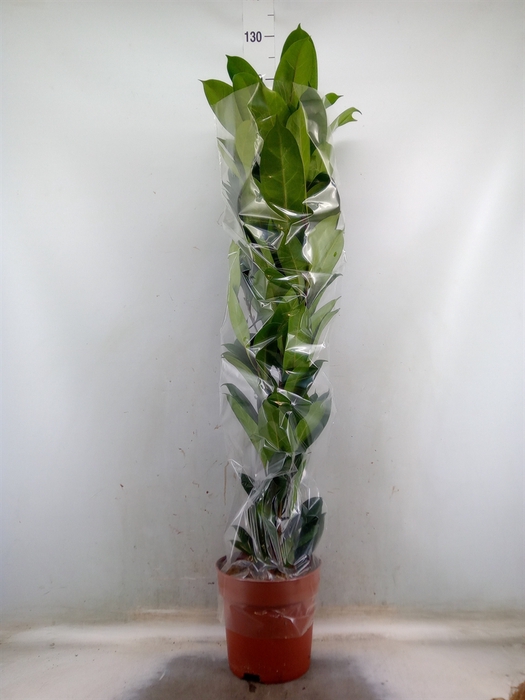 <h4>Ficus cyathistipula</h4>