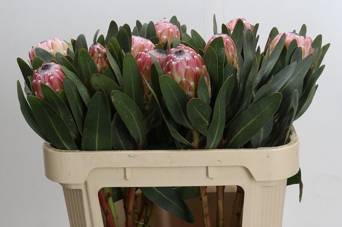 <h4>Protea Susara</h4>