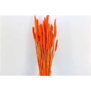 Dried Triticum X5 Orange Bunch