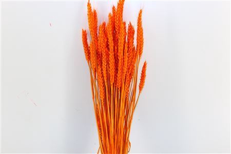 Dried Triticum X5 Orange Bunch