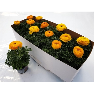 RANUN SPRINK REDYELL