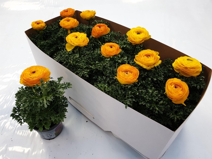 <h4>Ran. Maché yellow / Bicolor</h4>